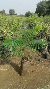 gulmohar plants