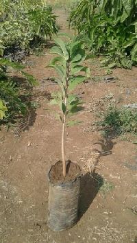 Shitafal Plant