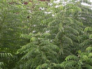 Fresh Curry Leaves