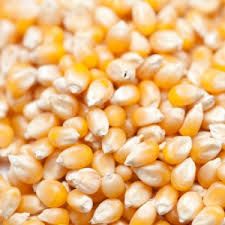 Human Consumption Yellow Corn Maize