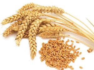 Tukadi Wheat