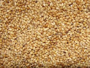 foxtail millet