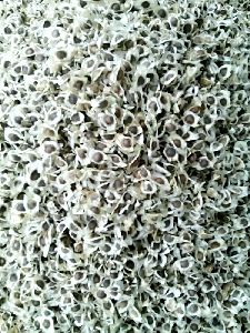 Moringa Seed