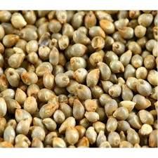 Pearl Millet