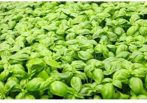 Akadandu Herbal Seeds