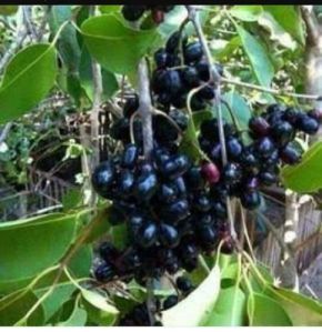 jamun plant