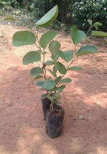 Red Sandalwood Plant