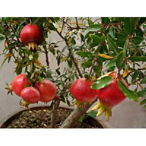 Pomegranate Plant