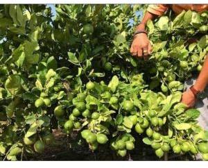 Seedless Lemon Plant