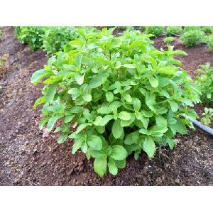 Stevia Plant