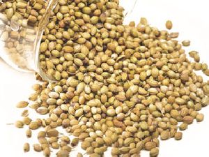 Coriander