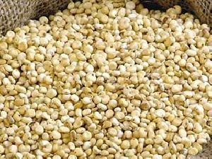 grain sorghum