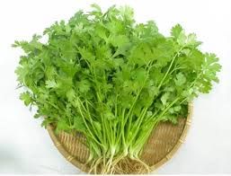 Coriander