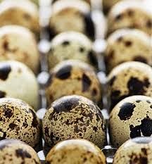 Hatching Quail Eggs