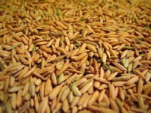 Basmati Seeds