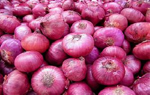 Onion