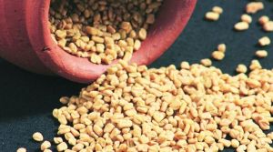 Fenugreek Seeds