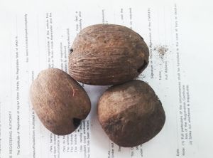 Palm Nut