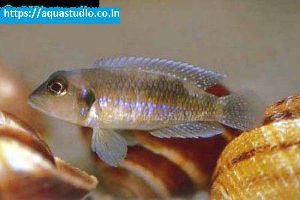 Gold ocellatus Fish