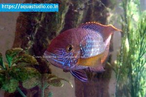 Green terror cichlid Fish