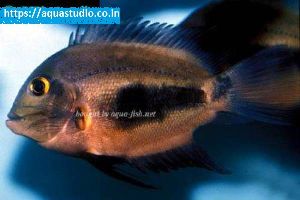 The Uaru cichlid Fish
