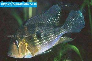 Thread-finned cichlid Fish