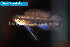Threadfinned dwarf cichlid Fish