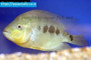 Three spot cichlid Fish