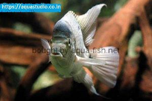 White cichlid Fish