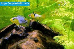Yellow dwarf cichlid fish