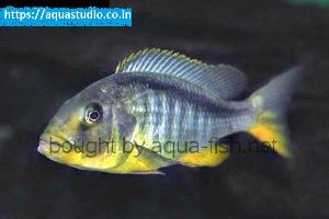 Yellow lepturus cichlid fish
