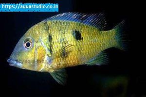 Yellowhump eartheater fish