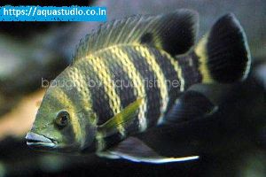 Zebra cichlid fish