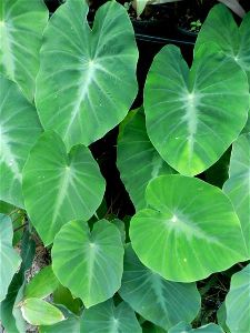 taro leaves