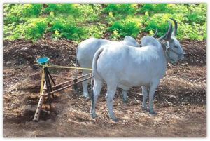 Seed Drill The Agriculture Equipment