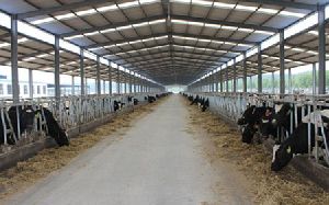 Dairy Farm Sheds