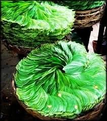 Betel Leaf