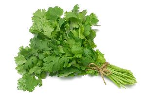 Coriander