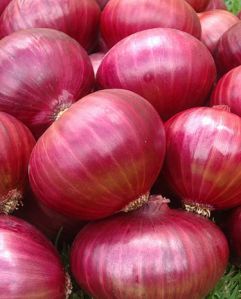 Onion