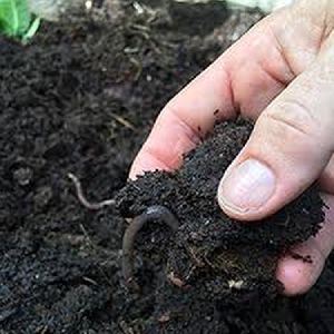 Vermicompost / Organic compost