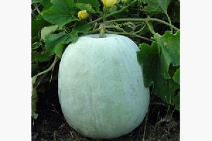 Ash Gourd