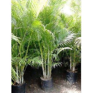 Areca Palm