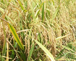 natural paddy seeds