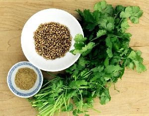 Coriander