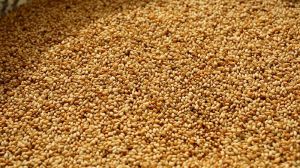 golden sesame seeds