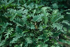 Gulmohar, Delonix Regia Plant