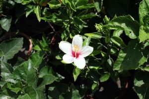 Sunny Summer Flowers