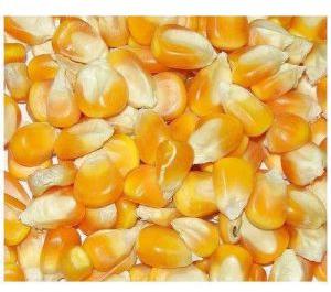 Yellow Maize