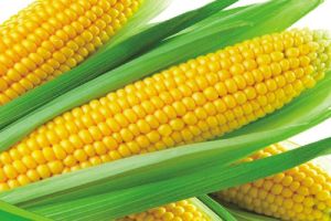 Sweet Corn