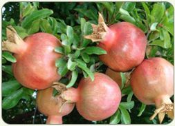 Pomegranates